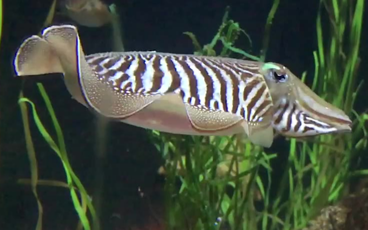 乌贼波动运动cuttlefishlocomotion