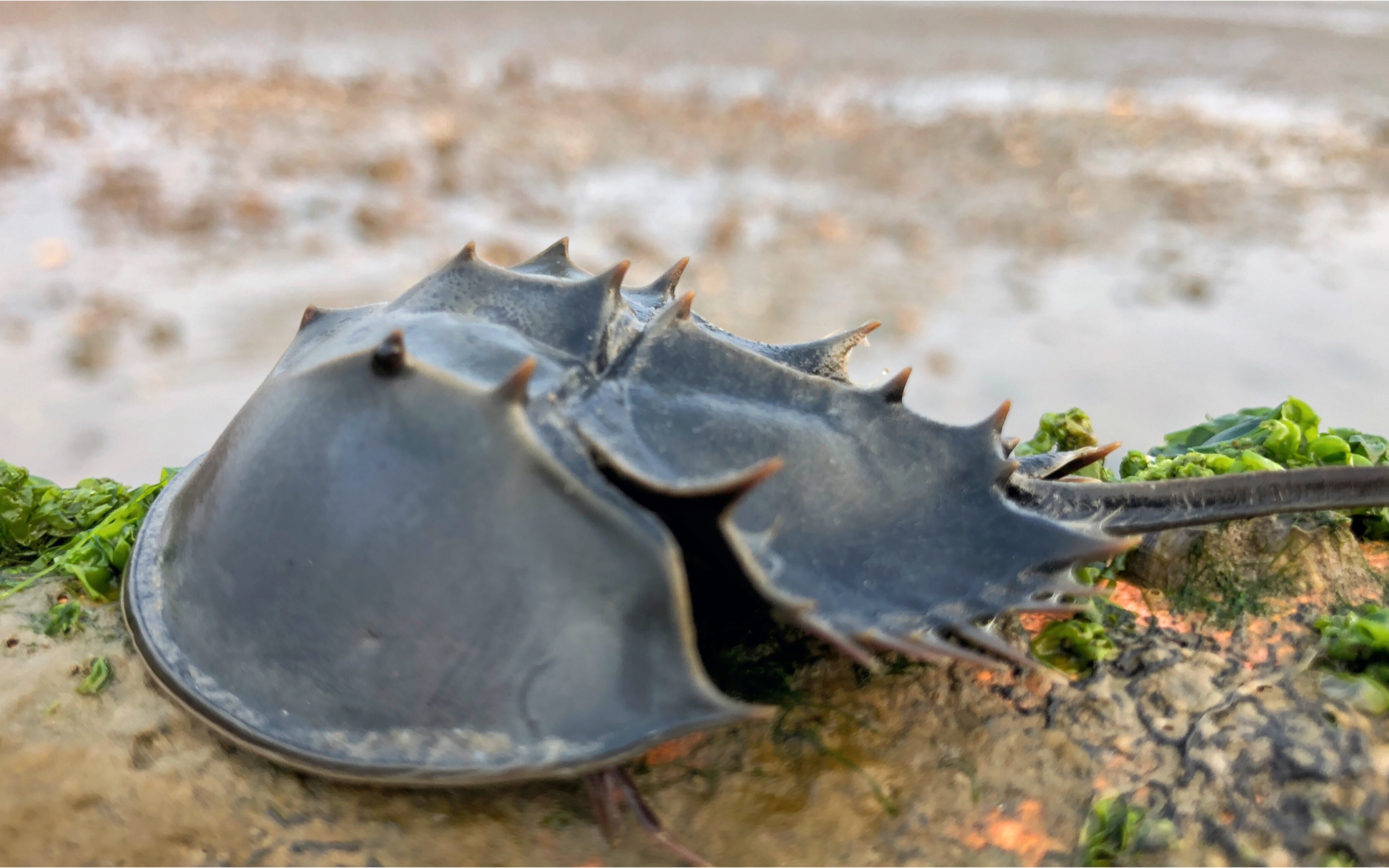 大海退潮了,小泉赶海意外发现一只蓝血海洋生物,赶紧放归大海