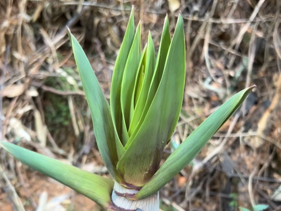 苦笋才是你的最爱,吃了苦中苦,来年开路虎