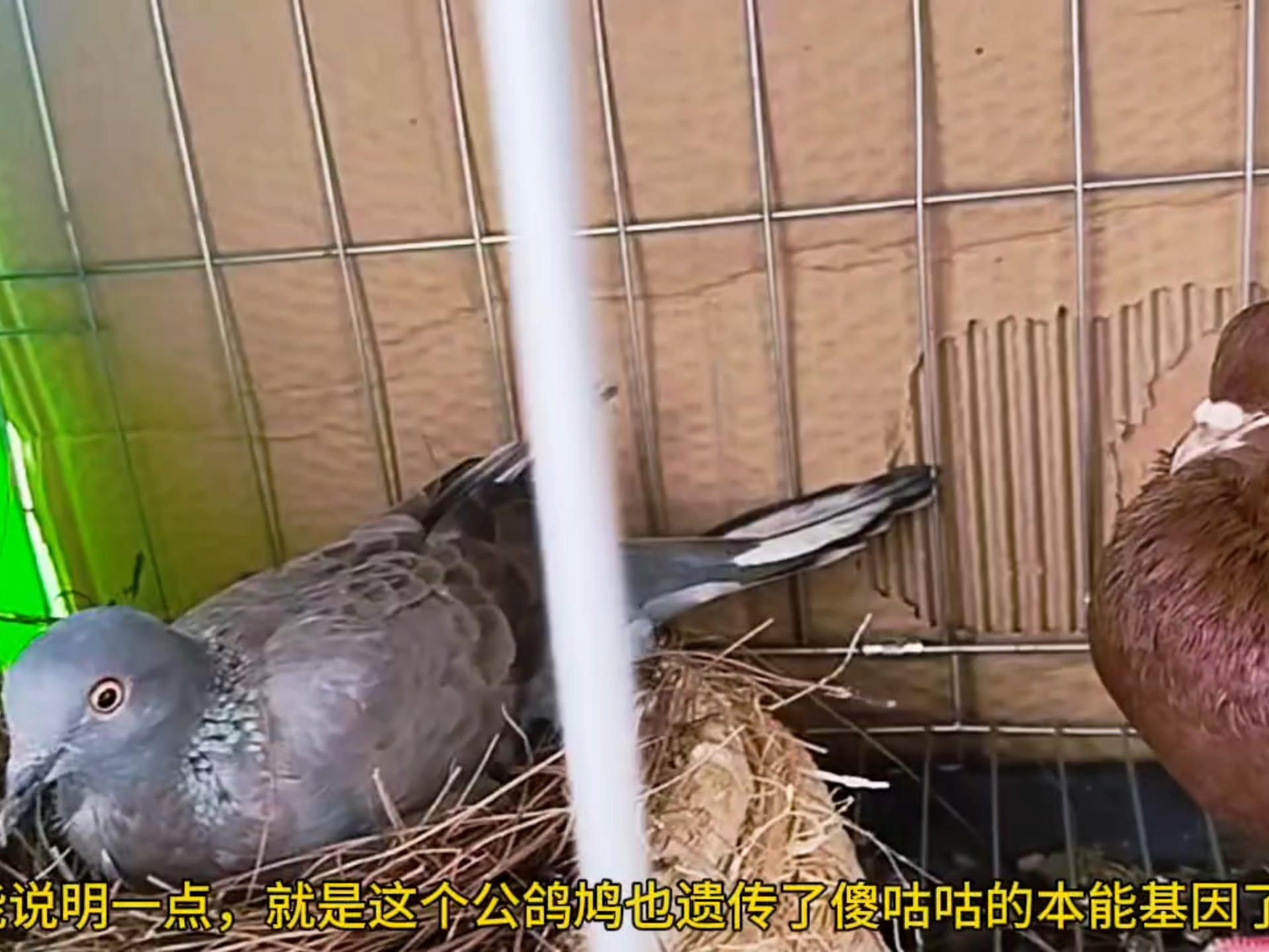 鸽鸠繁殖实验,鸽子跟斑鸠杂交繁殖实验