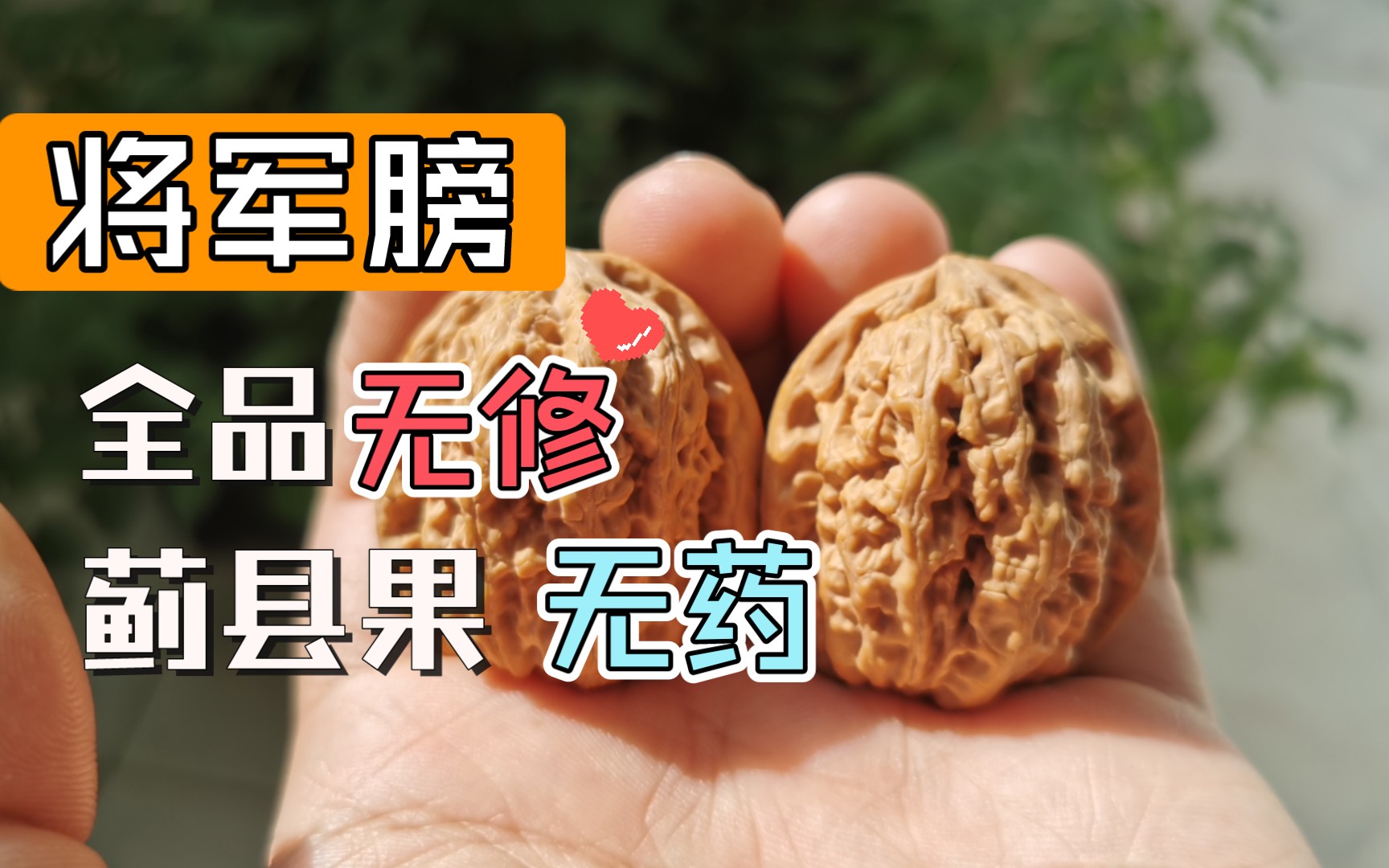 【麻核桃】将军膀 36尺全品无修 无药 蓟县果