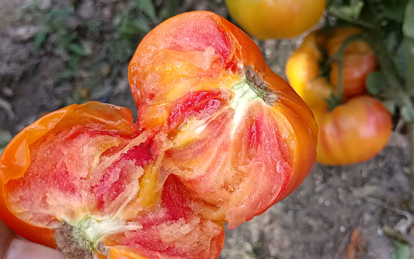 大彩虹番茄(2022)