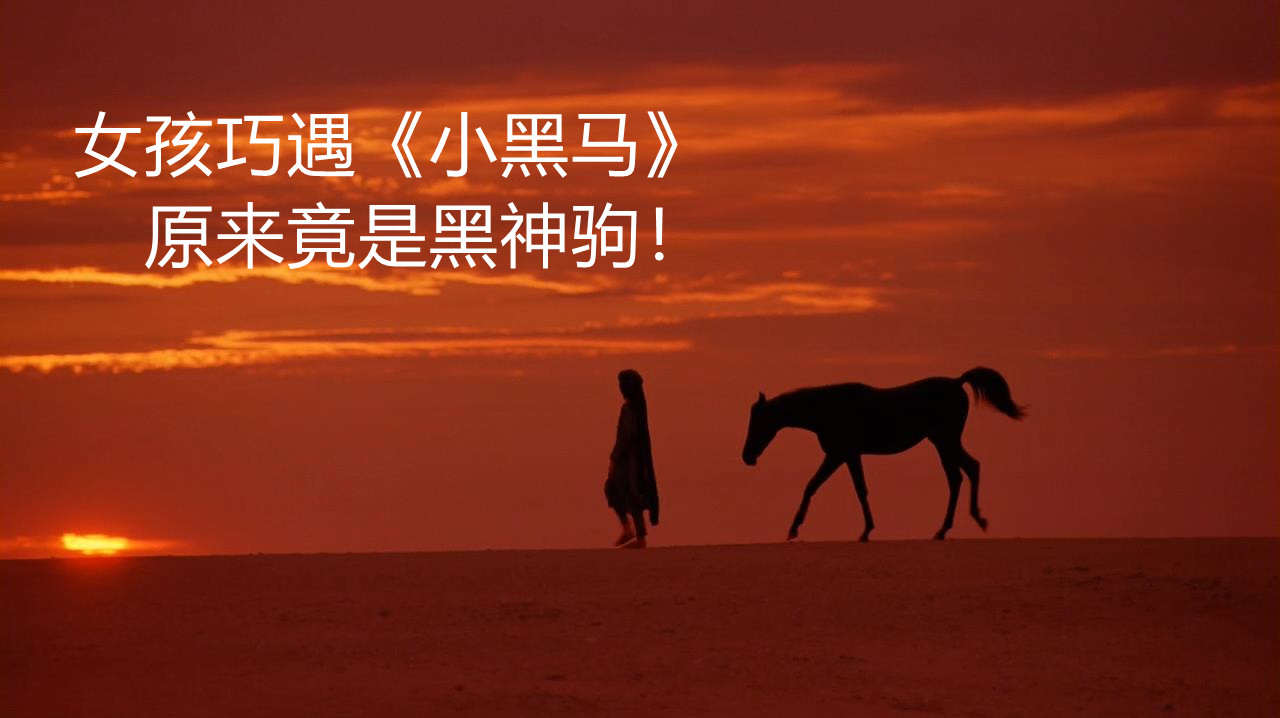 女孩与沙漠里的《小黑马》成为朋友,原来它竟然是传说中的黑神驹