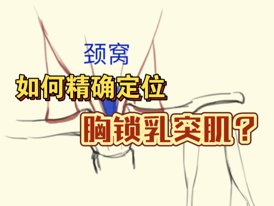 如何精确定位胸锁乳突肌?哔哩哔哩bilibili