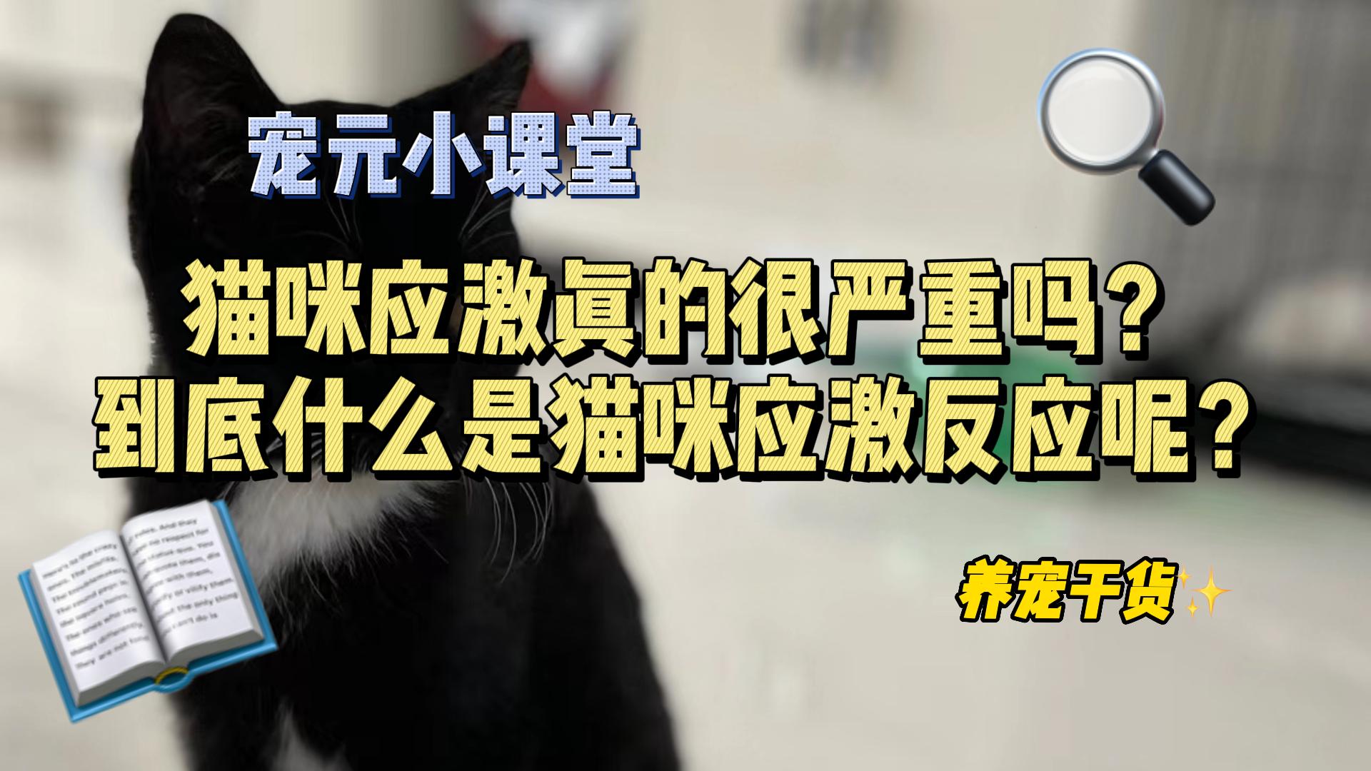 猫咪应激真的很严重吗?到底什么是猫咪应激反应呢?哔哩哔哩bilibili