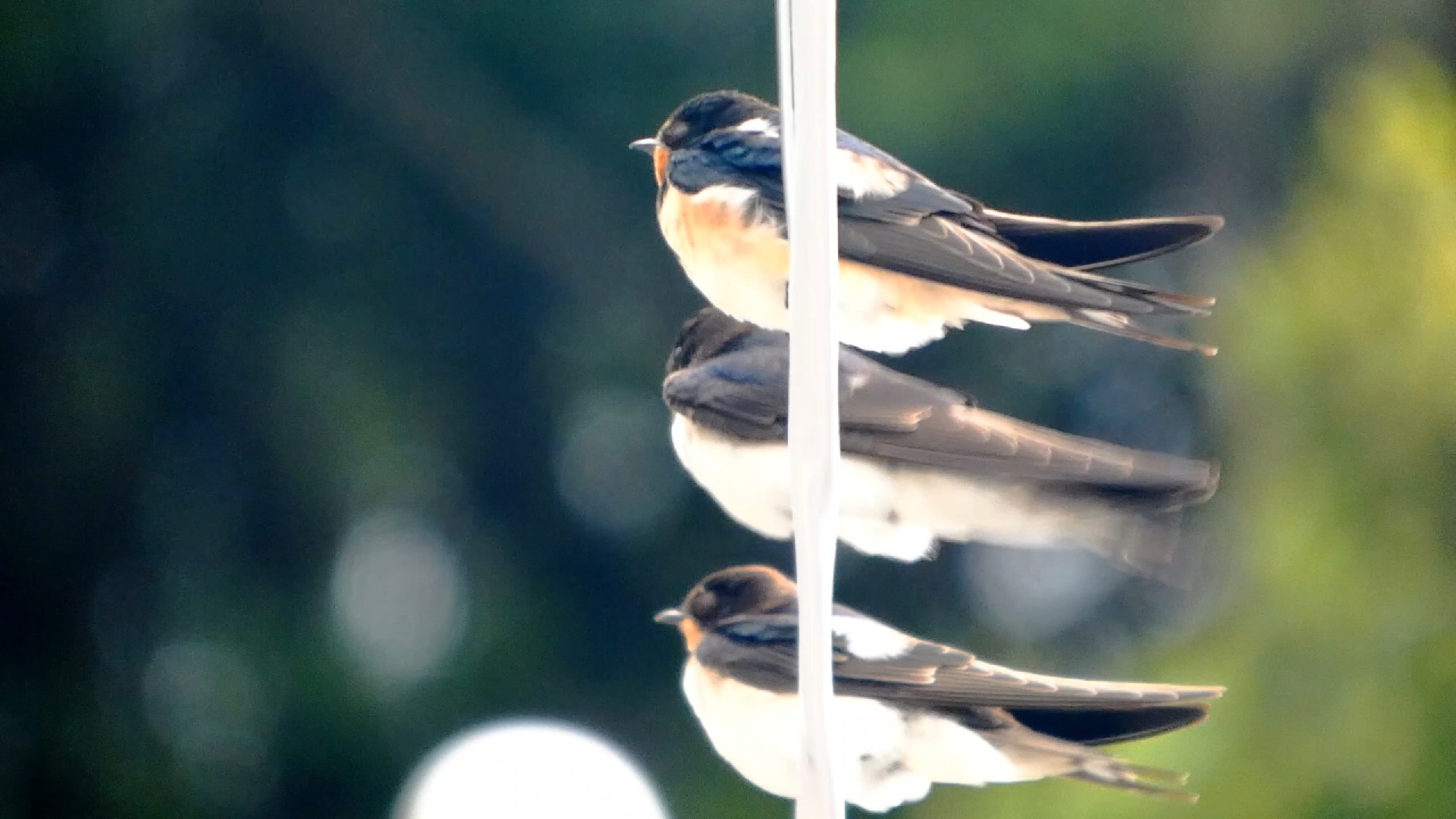白腰文鸟吃稻子 红臀鹎宝宝 纯色山鹪莺 棕背伯劳 丝光椋鸟 麻雀 斑鱼