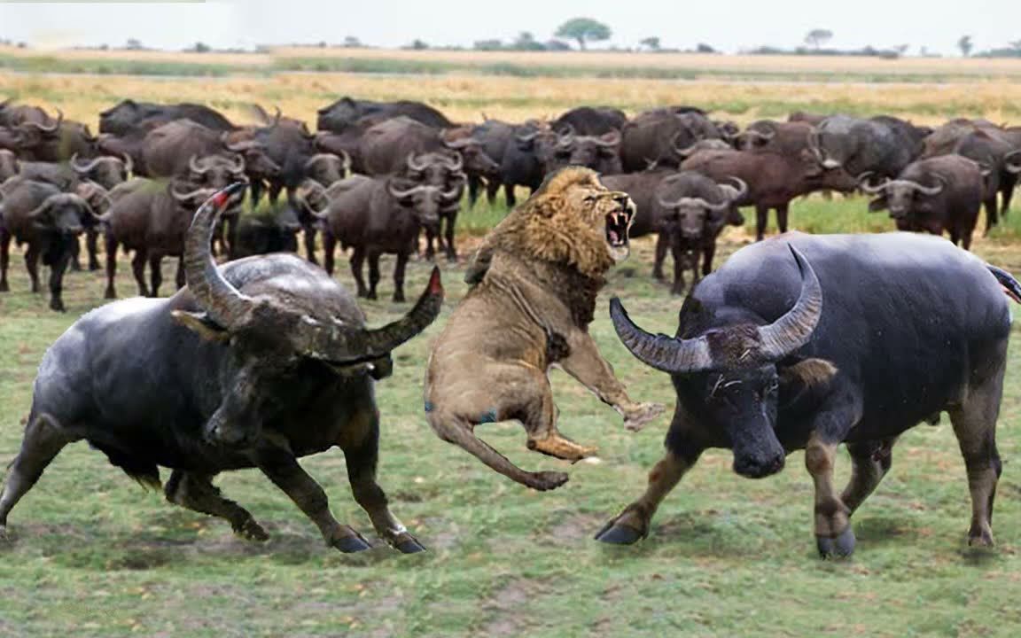 野牛围攻狮子,不断用牛角攻击,让它毫无招架之力