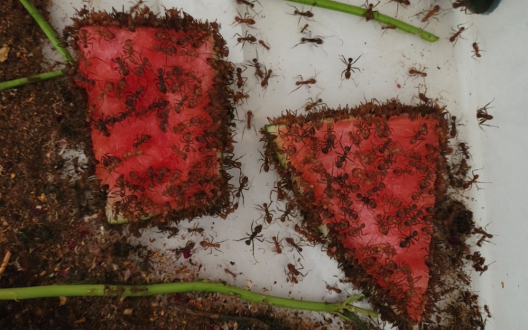 解压系列——大群八刺顶切叶蚁吃西瓜