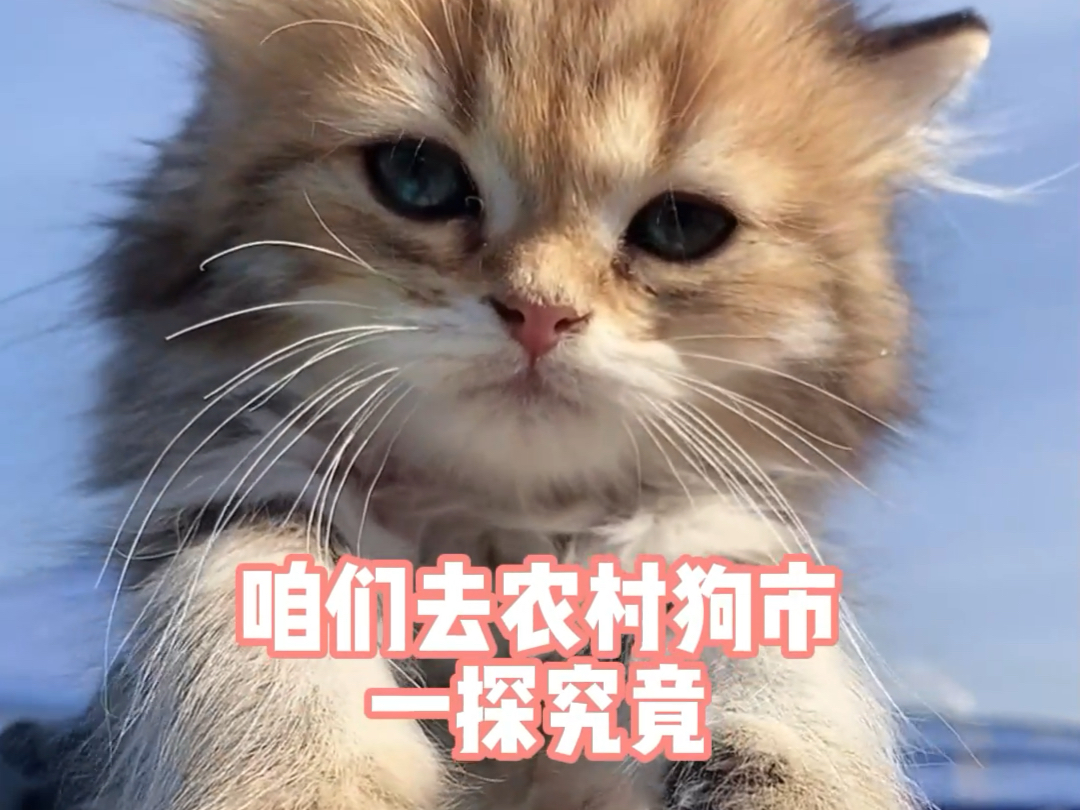 500预算能在猫市淘到什么猫?哔哩哔哩bilibili