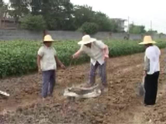 油菜种植技术视频 油菜种植技术 如何栽培油菜教程哔哩哔哩bilibili