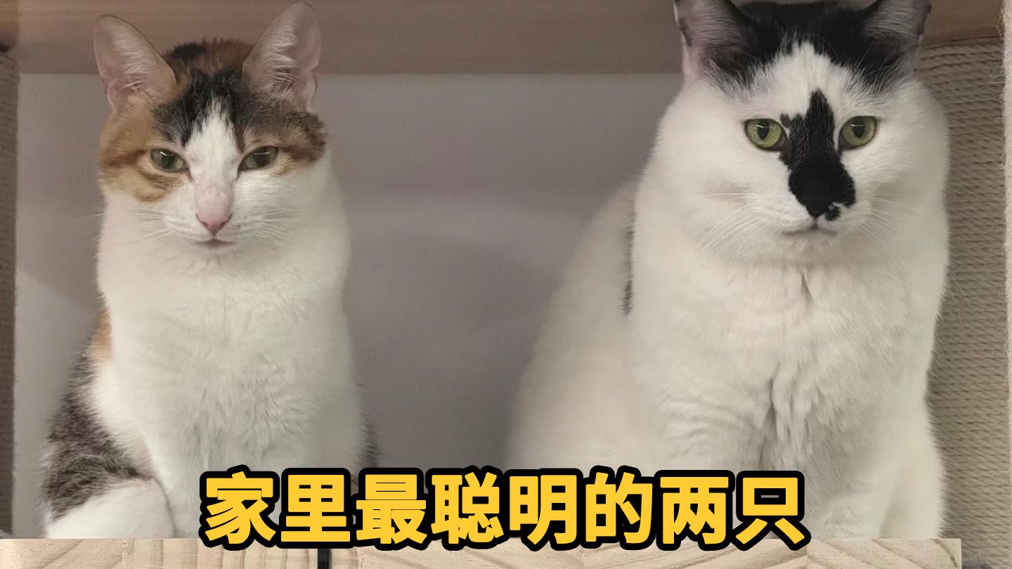 聪明猫在一起久了也会有一些共同点……