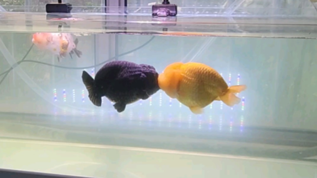 kiss the light 光照 光照 and 光照