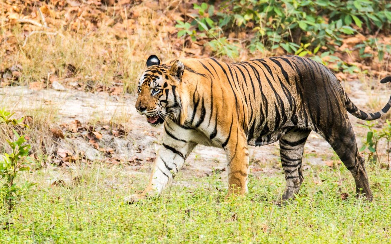 班达迦旱季初的虎王维伦t22的身体状态一片飘红啊