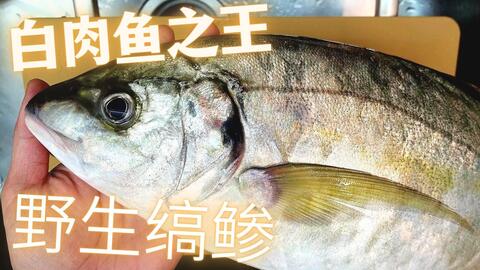 白身鱼之王 缟鲹 熟成7日刺身 做义式冷盘crudo 哔哩哔哩
