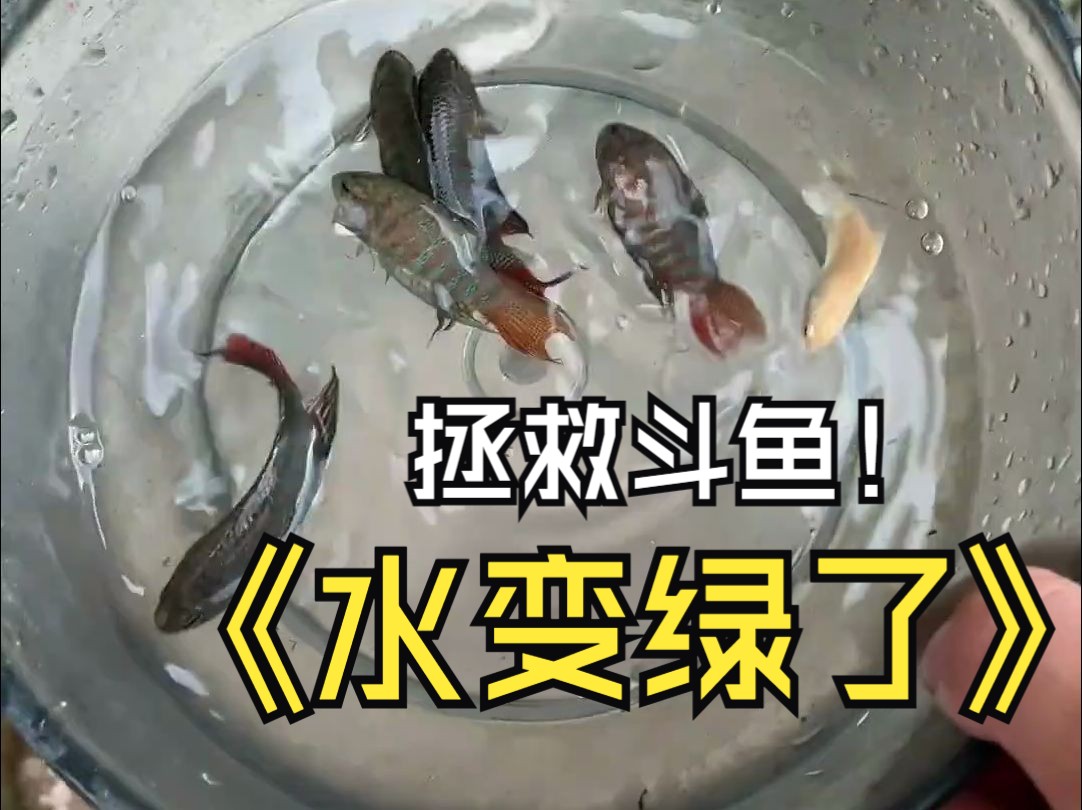 斗鱼缸的水变成绿色,里面的斗鱼还活着吗?