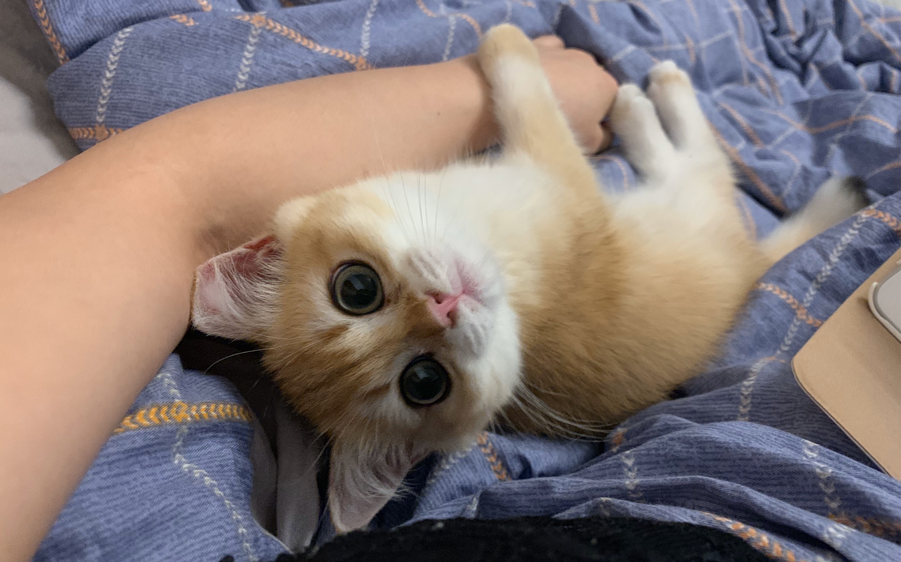 可可爱爱养乐多日常