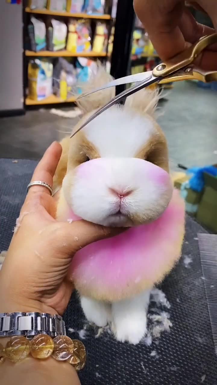 兔子美容教程