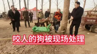 Download Video: 大土狗突然发狂咬人，主人发飙让狗贩现场解决，这就是咬人的下场