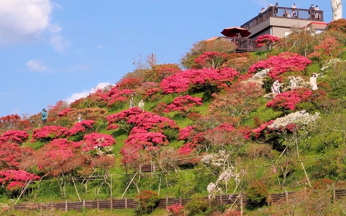 [图]【超清日本】漫步茨城县筑波牡丹园-笠间杜鹃公园 关东地区黄金周期间的牡丹、紫藤和杜鹃花 (1080P高清版) 2022.5