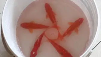 鱼为什么会在水桶里整齐排列呢？