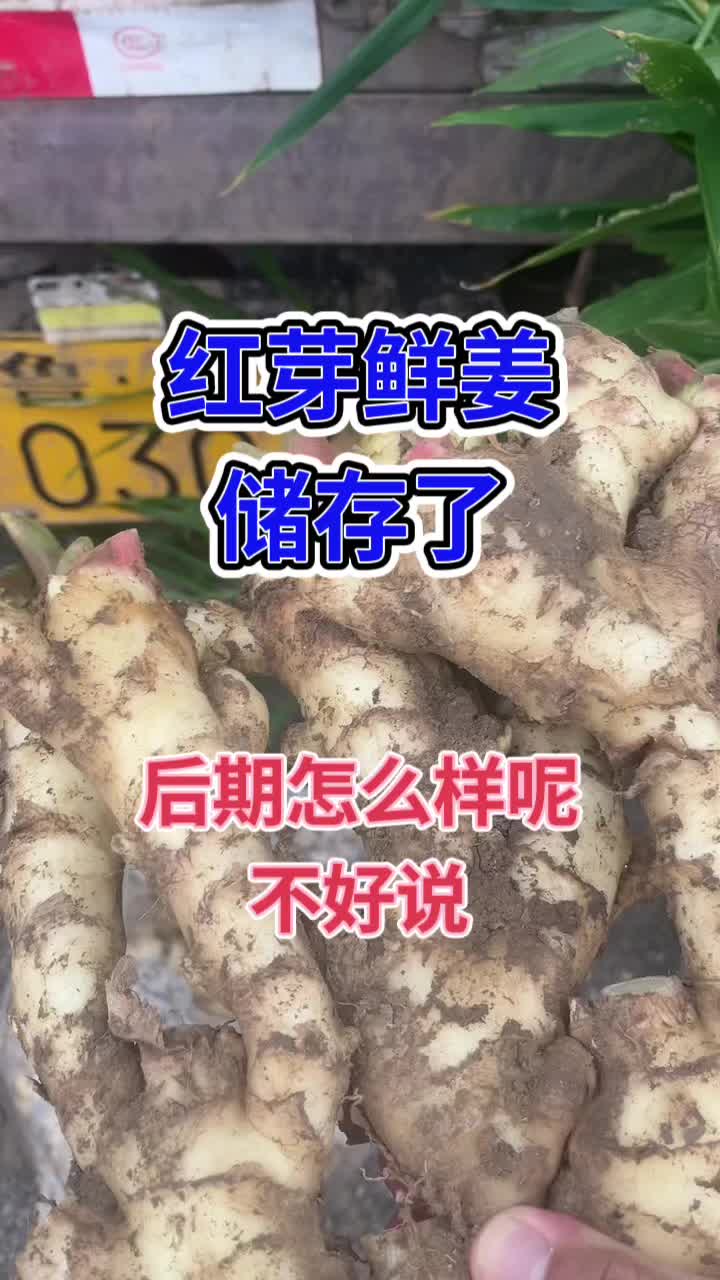 生姜行情 山东大姜 鲜姜价格 老姜行情哔哩哔哩bilibili