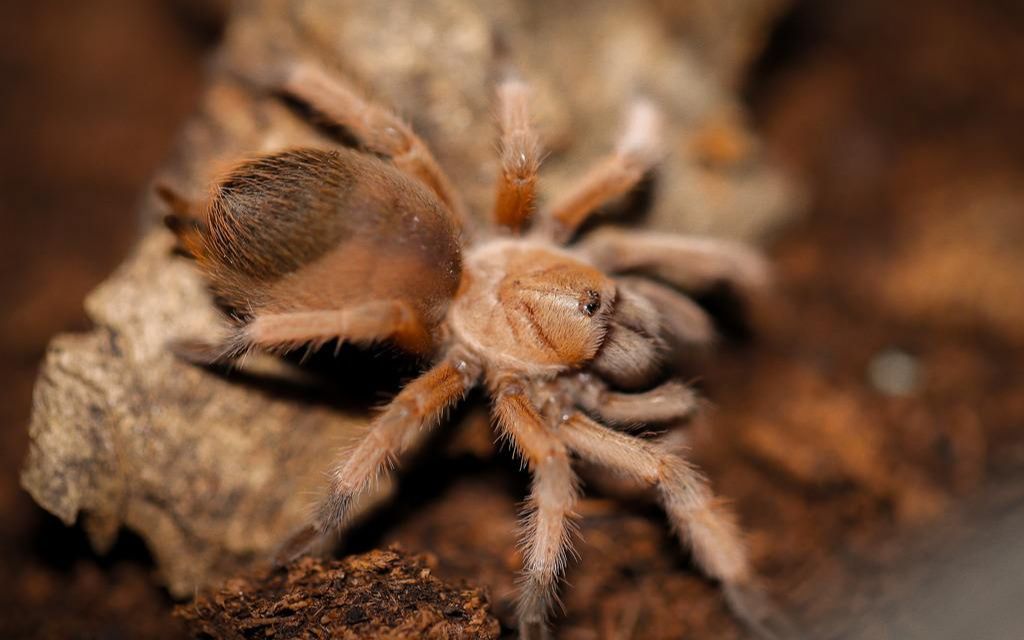 神物—里奥格兰金毛(母)开箱!