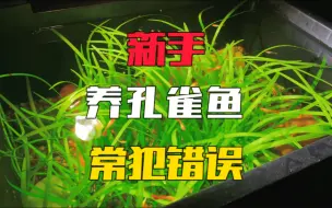 Video herunterladen: 孔雀鱼每天都在死，问题原来出在这上面