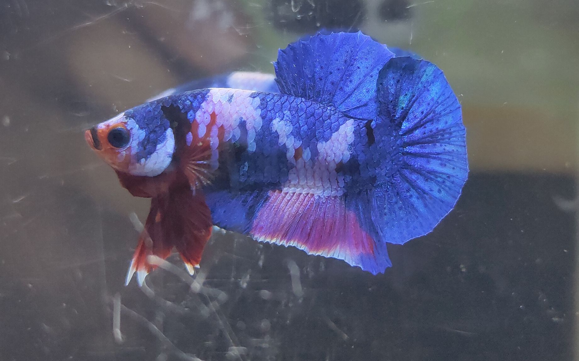 星河将军斗鱼333439323330 353436393235