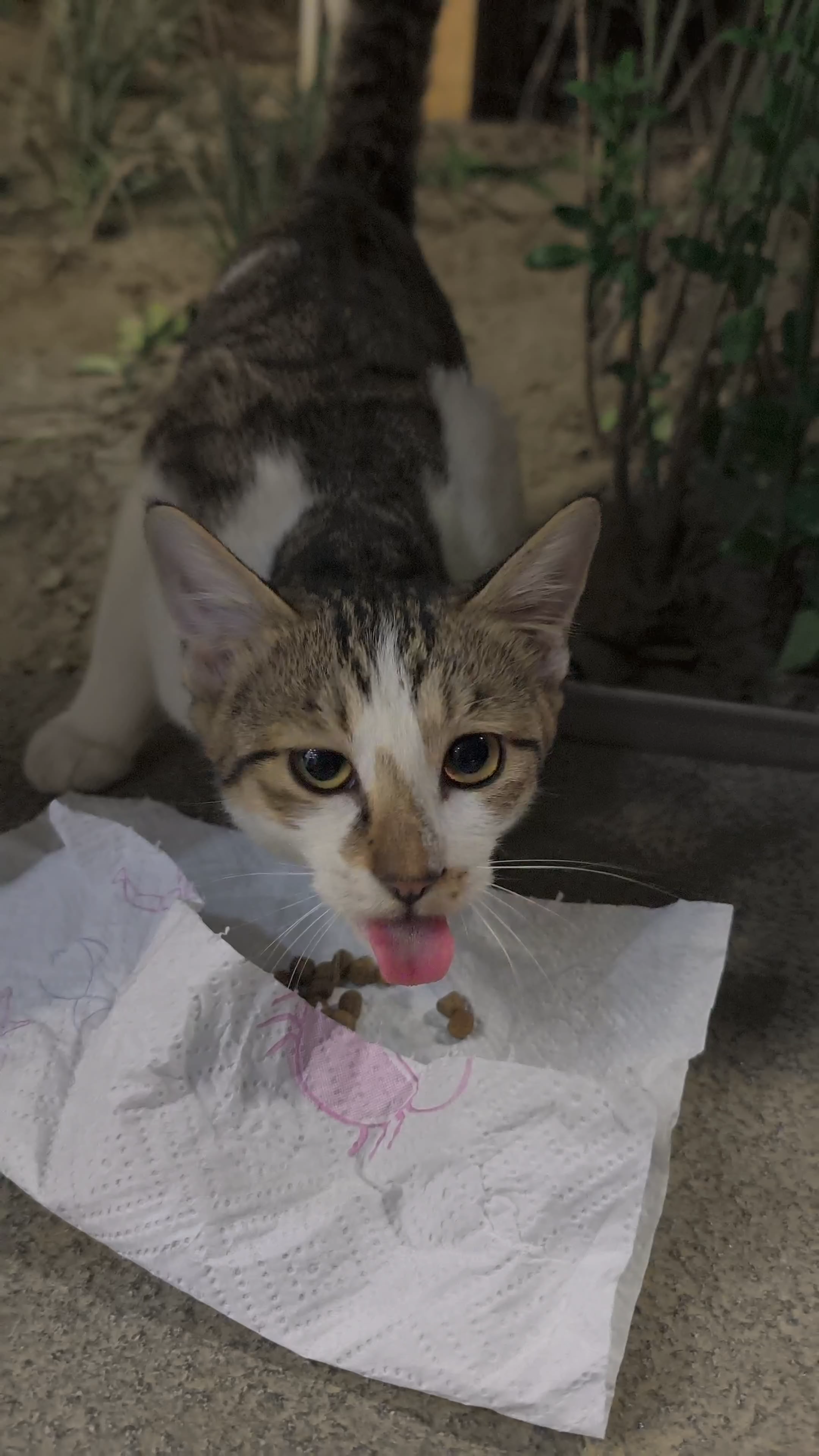 无锡前段时间的暴雨过后，楼下的流浪猫妈妈就不见了，只留下两只小猫，不过也正好断奶了。基本上都吃垃圾为生，我偶尔看到了喂一下。其实不建议喂流浪猫，但有时候看他…