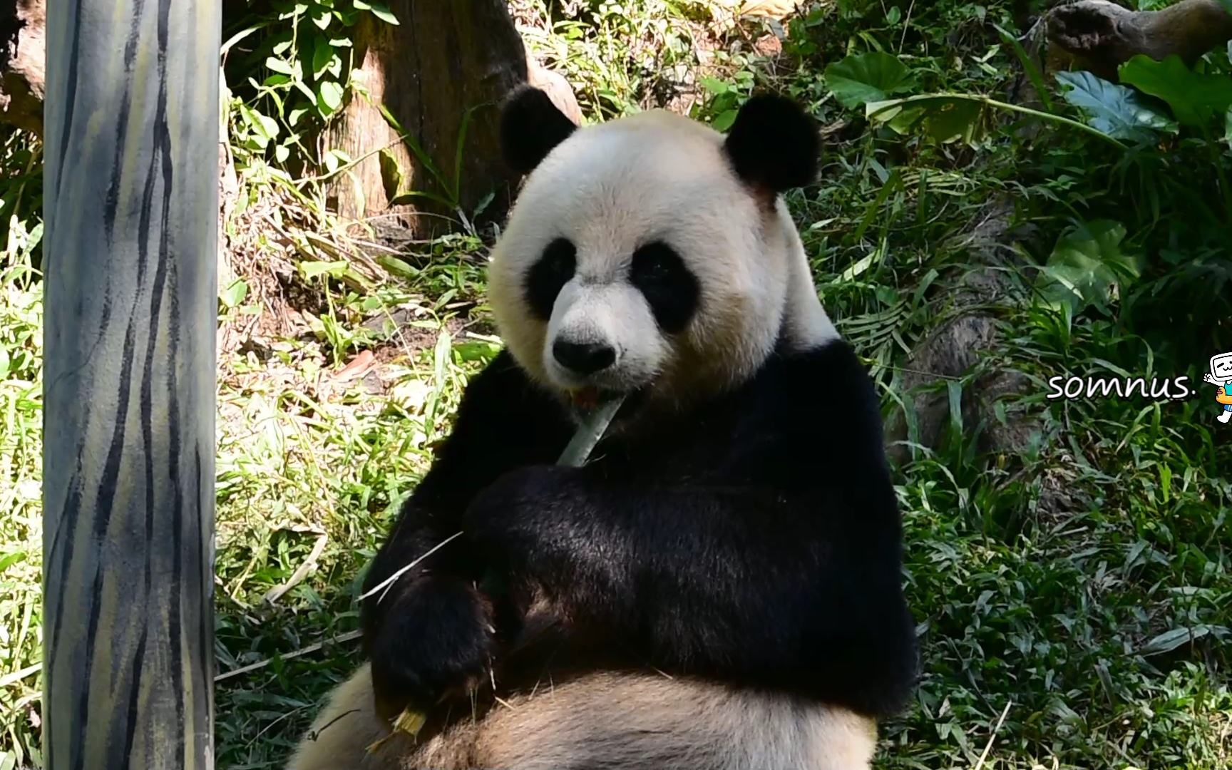 活动  【大熊猫帅帅】熊家也要努力吃吃吃,和弟弟酷酷一样保持体重