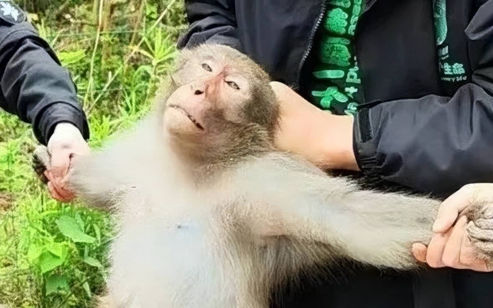 [图]南京网红猴子不再嚣张，现在被欺负成了“水猴子”