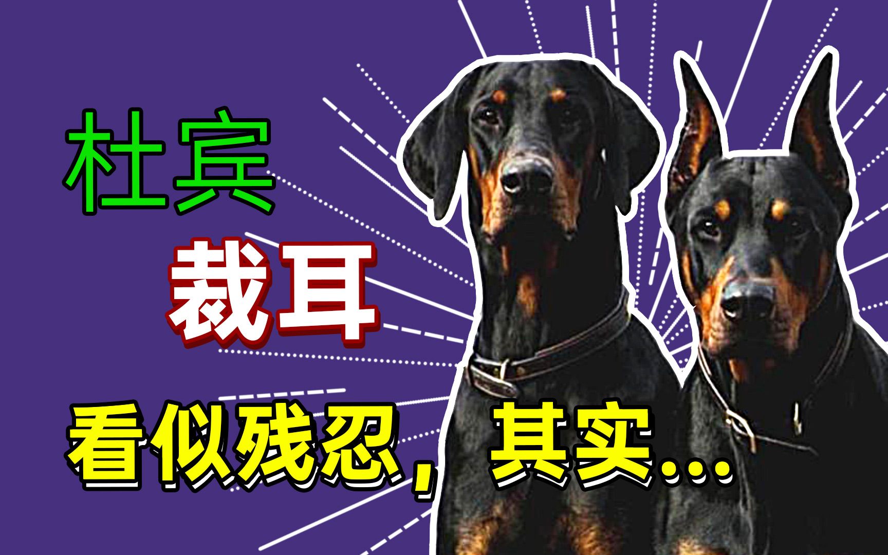 【杜宾】杜宾犬裁耳,看似残忍,其实....哔哩哔哩bilibili