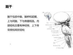 下载视频: 大脑解剖9--脑干（1）