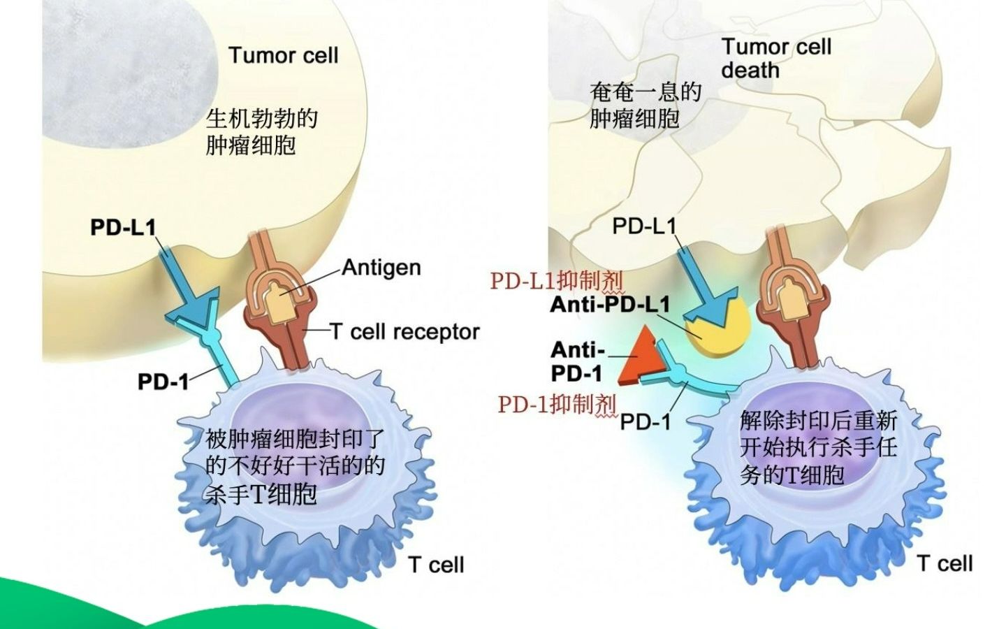 PD1PDL1的作用机理与市场格局哔哩哔哩bilibili