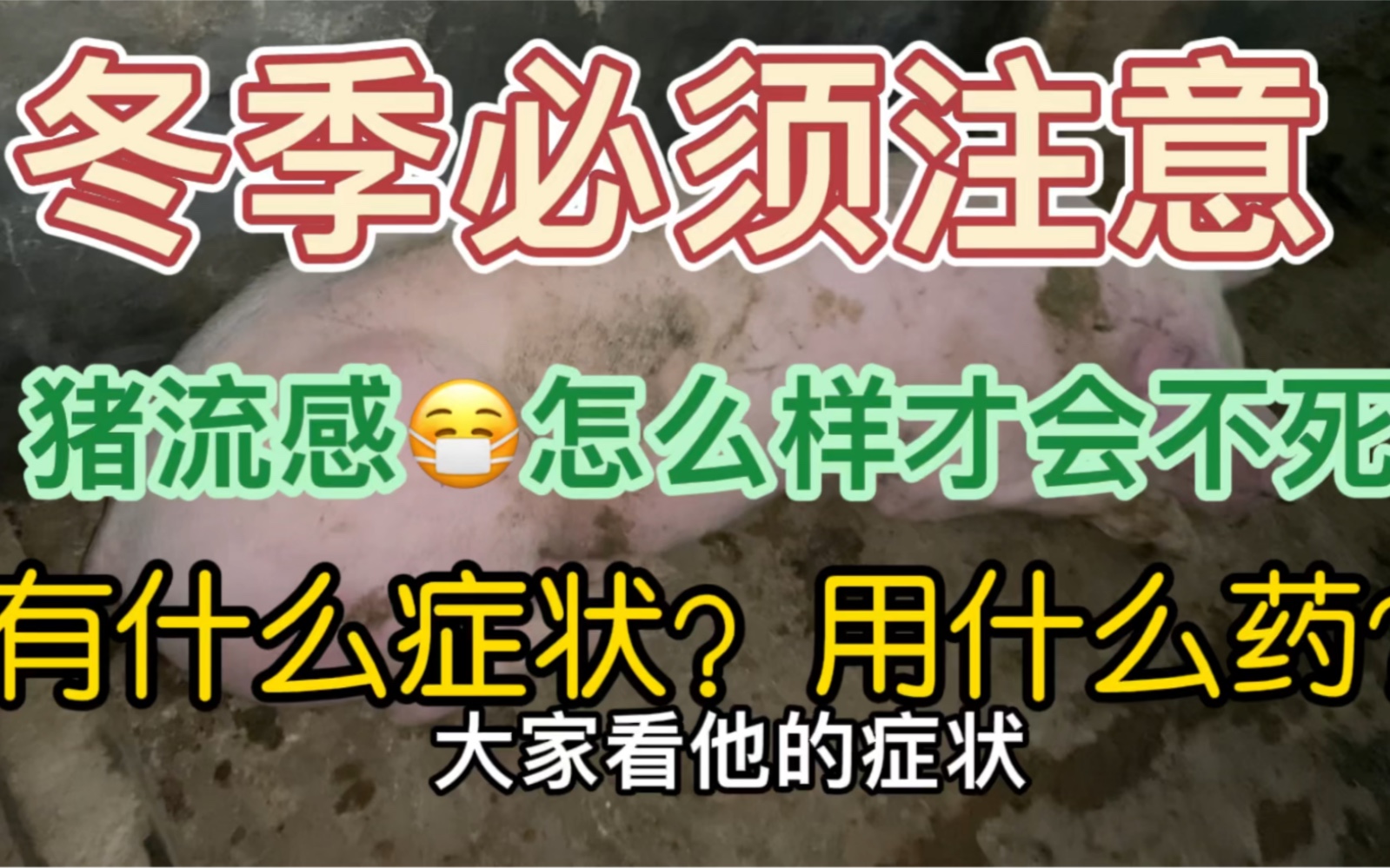 猪场必防之猪流感怎么样才能不死猪?有什么症状?用什么药比较好哔哩哔哩bilibili