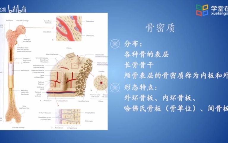 北体运动解剖学 第一章 骨的概述哔哩哔哩bilibili