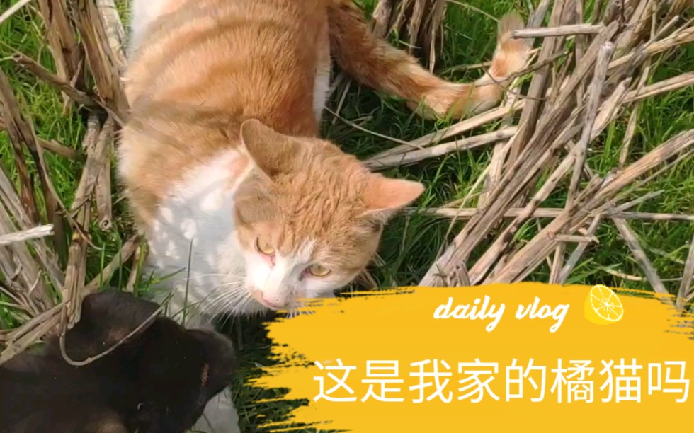 麻麻竟然认错橘猫 闹了个乌龙哔哩哔哩bilibili