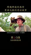 Download Video: 狼犬遭遇人类残忍对待冒险