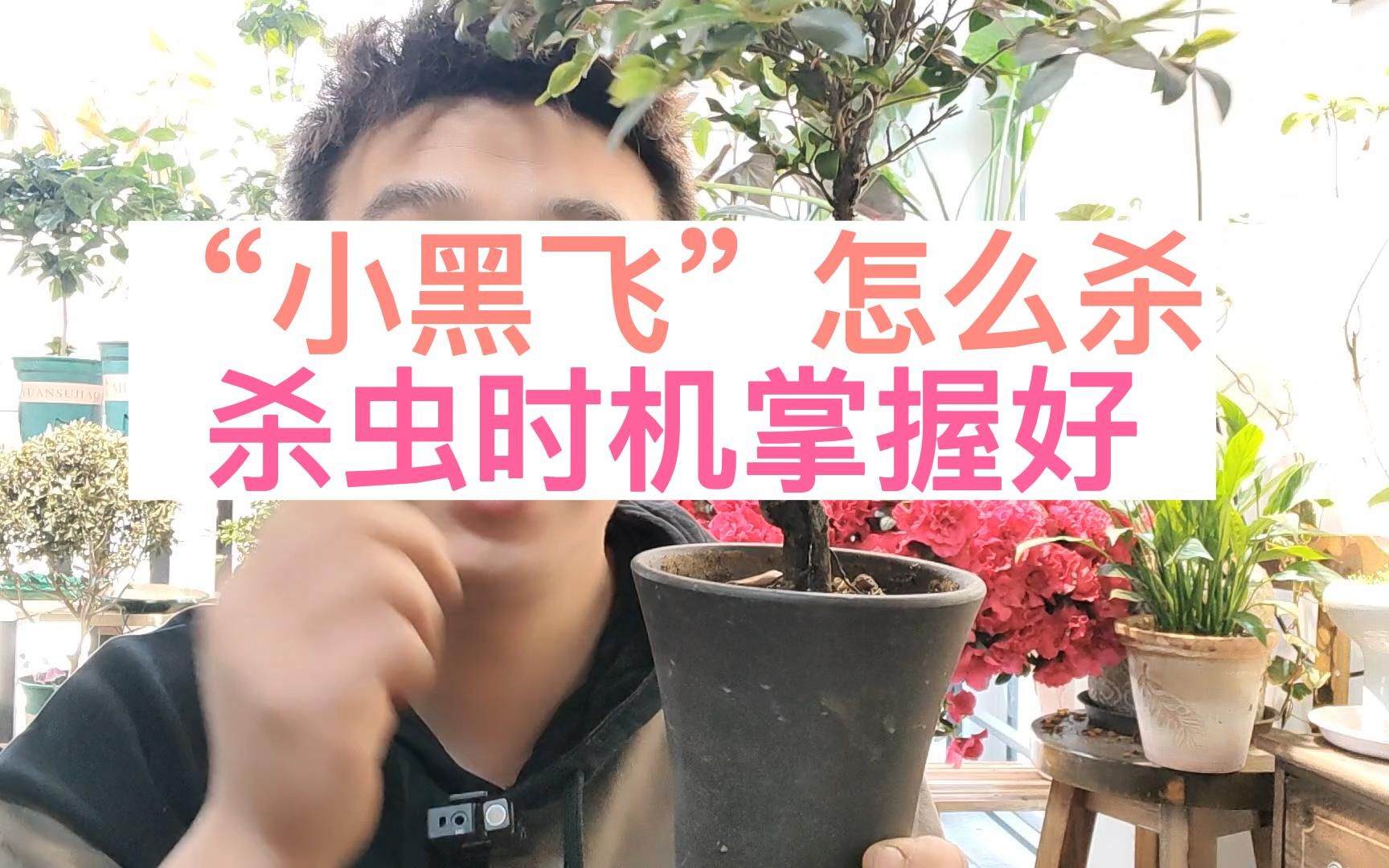 “小黑飞”怎么杀干净?杀虫技巧分享哔哩哔哩bilibili