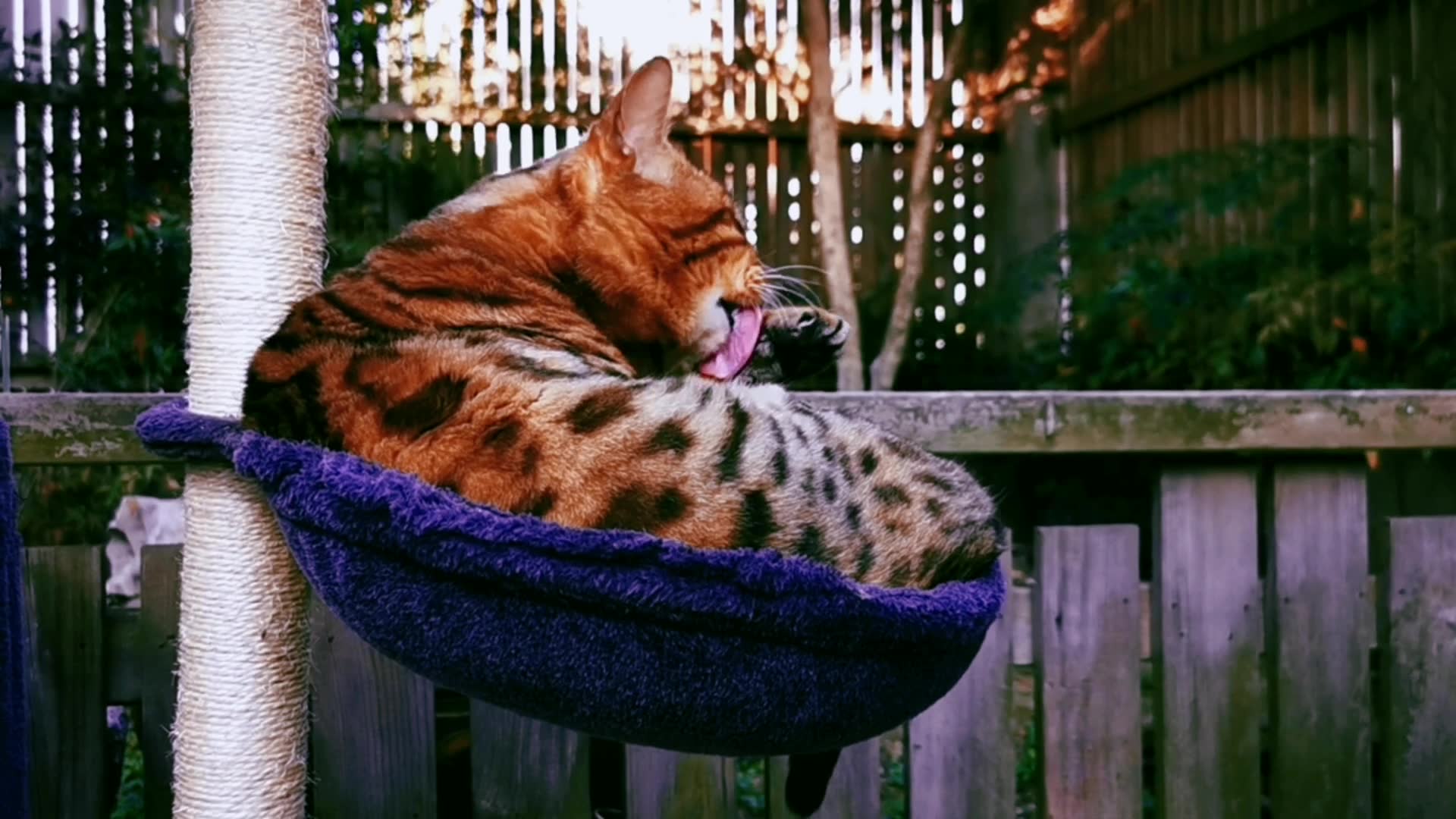 我家满满 ,一只三岁的大喵喵_哔哩哔哩_bilibili