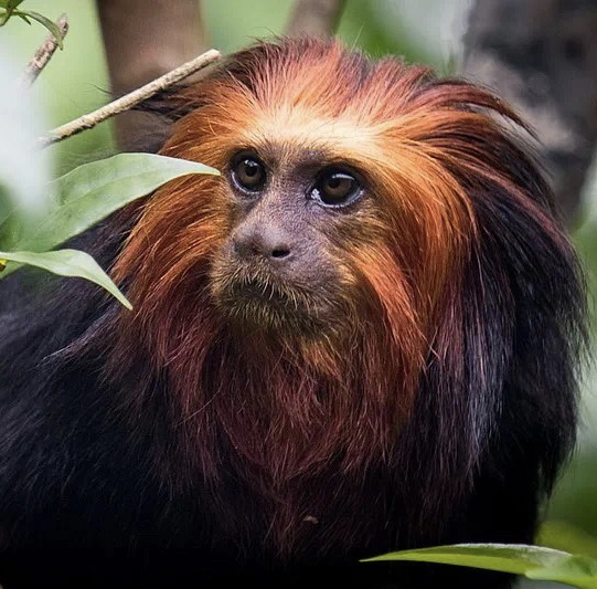 金头狮面狨(wikimedia commons)#ai图片动画 #同步b站赢大会员