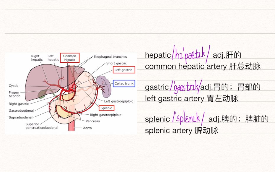 【医学英语】每天3分钟头颈动脉及腹腔干哔哩哔哩bilibili