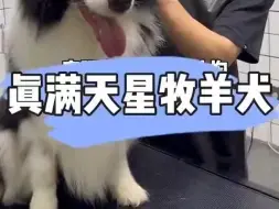 Tải video: 日常洗护，边境牧羊犬难度系数5颗星，不过还好被驯化过了