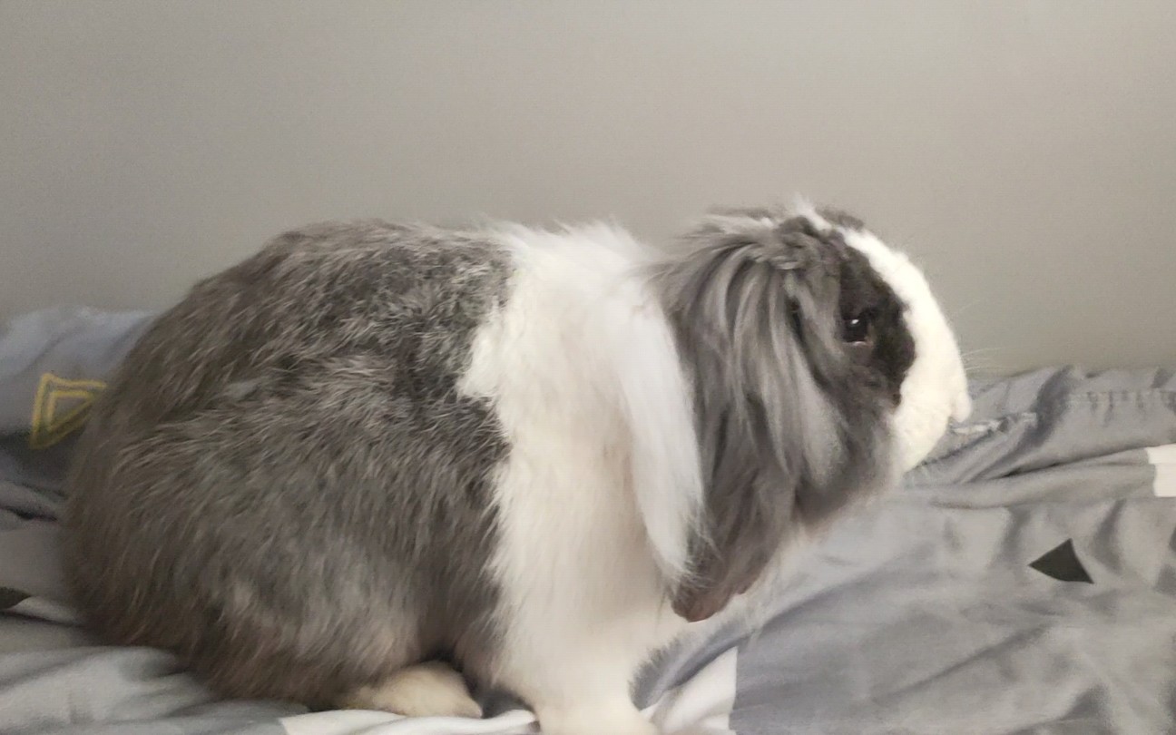 这就是国产道奇垂耳兔?