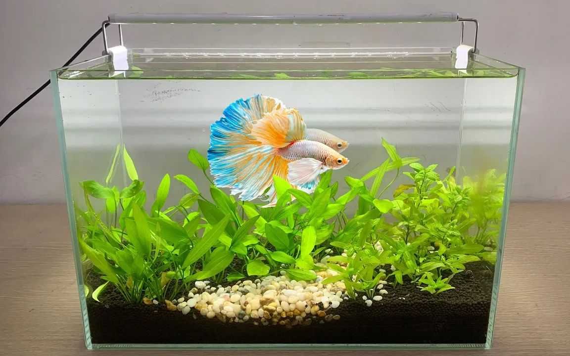 【生态鱼缸】如何为斗鱼缸铺上绿色地毯