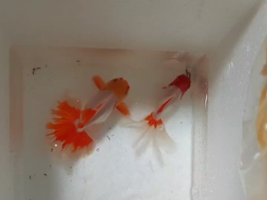 今天开箱一条十二红和齐腮红泰狮,虽然体型和尾型一般,但是颜色很惊艳