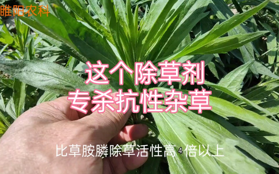 这个除草剂比草甘膦还好,专杀各种抗性杂草,控草时间可达60天以上哔哩哔哩bilibili