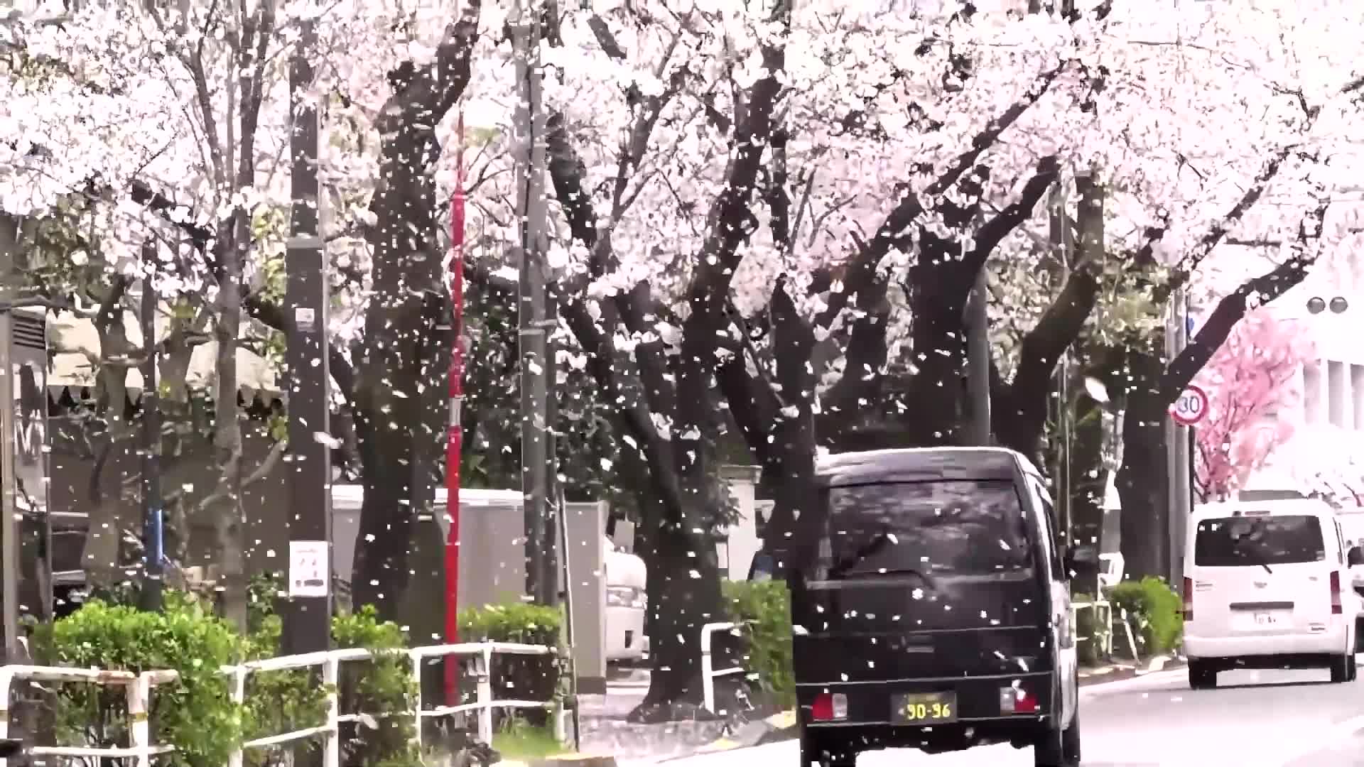 漫天樱花飞舞图片