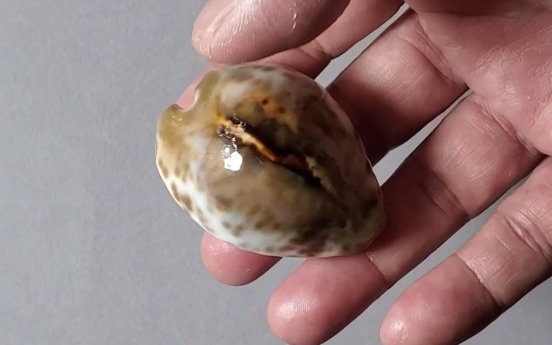 无齿宝螺,真的无齿