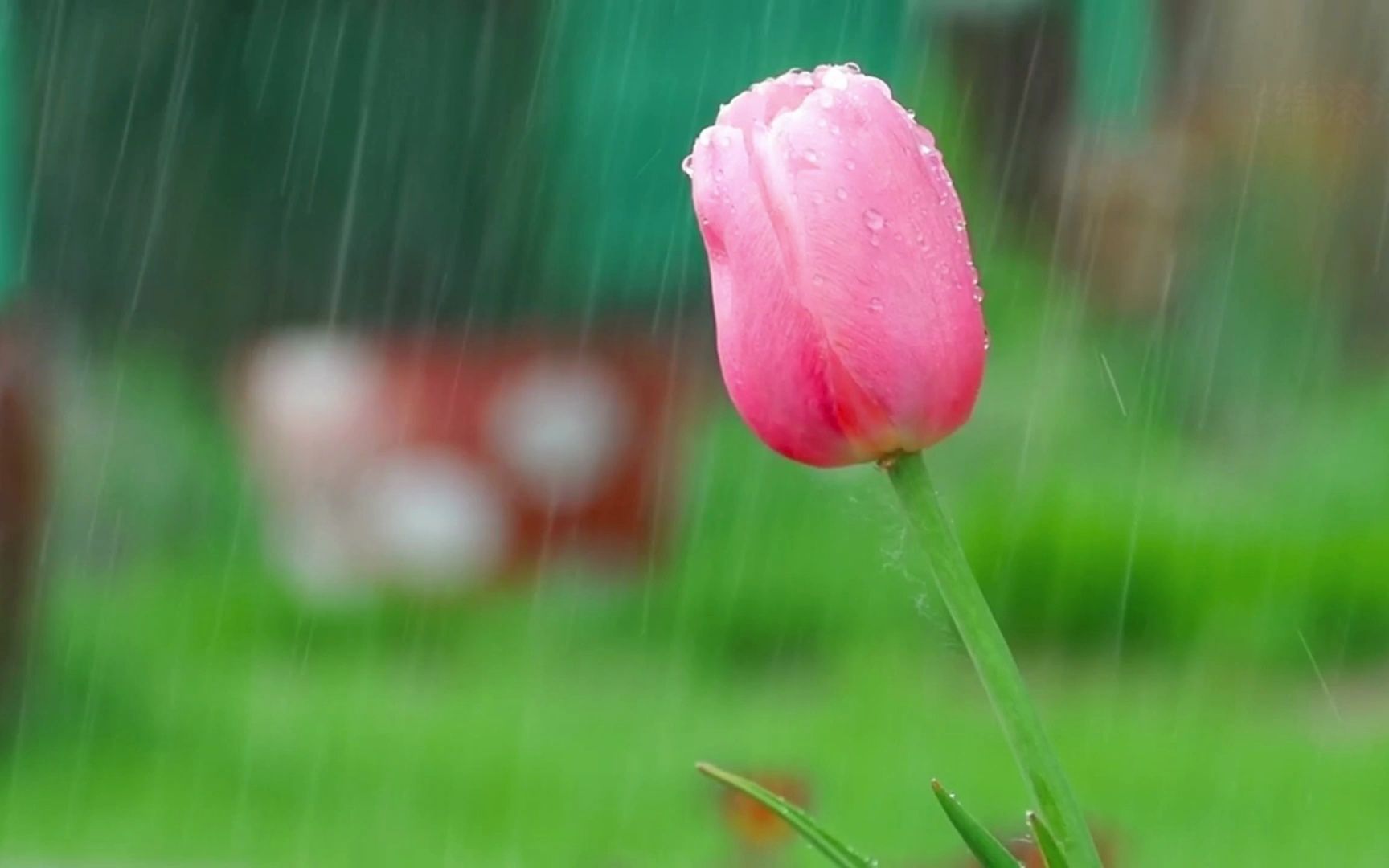 [图]Secret Garden - Sometimes When It Rains